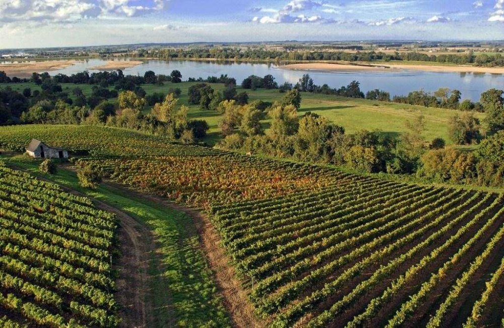 vignes-anjou-bord-loire