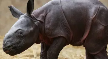 zoo-beauval-naissance-rhinoceros