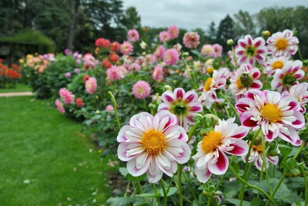 parc-floral-la-source-orleans-loiret-fleurs