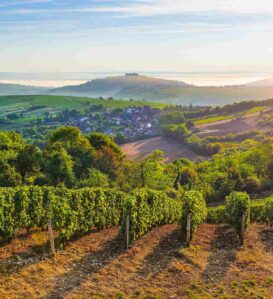 Vignoble Sancerre Berry