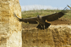 Condor © Bioparc - P. Chabot