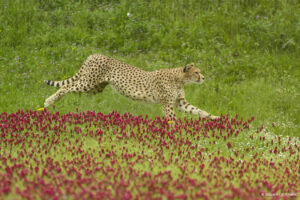 CHEETAH-bioparc