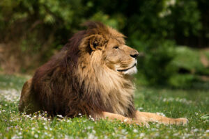 Lion Afrique © Bioparc - L. Joffrion