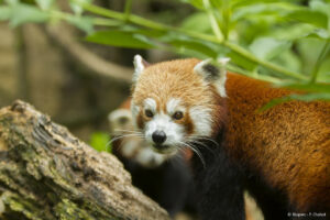 LESSER PANDA-bioparc