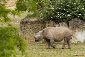 Vallée rhinoceros_2 © Bioparc - P. Chabot