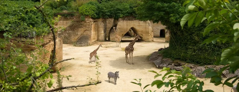 couverture-bioparc-girafes-L.Joffrion