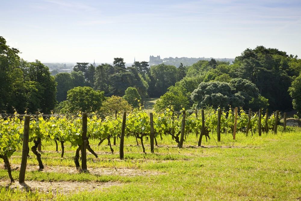 VIGNOBLE-LANGLOIS-CHATEAU