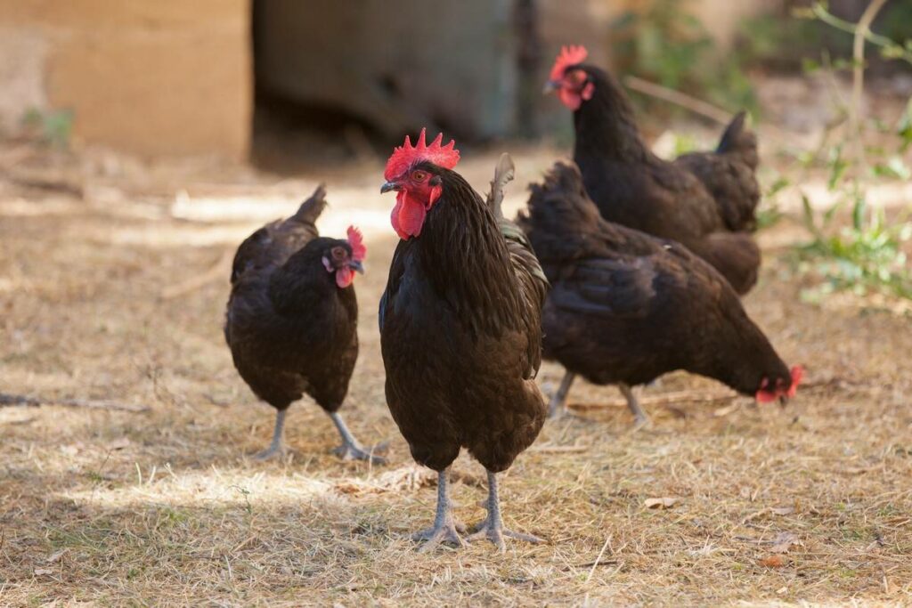 la poule noire du Berry 