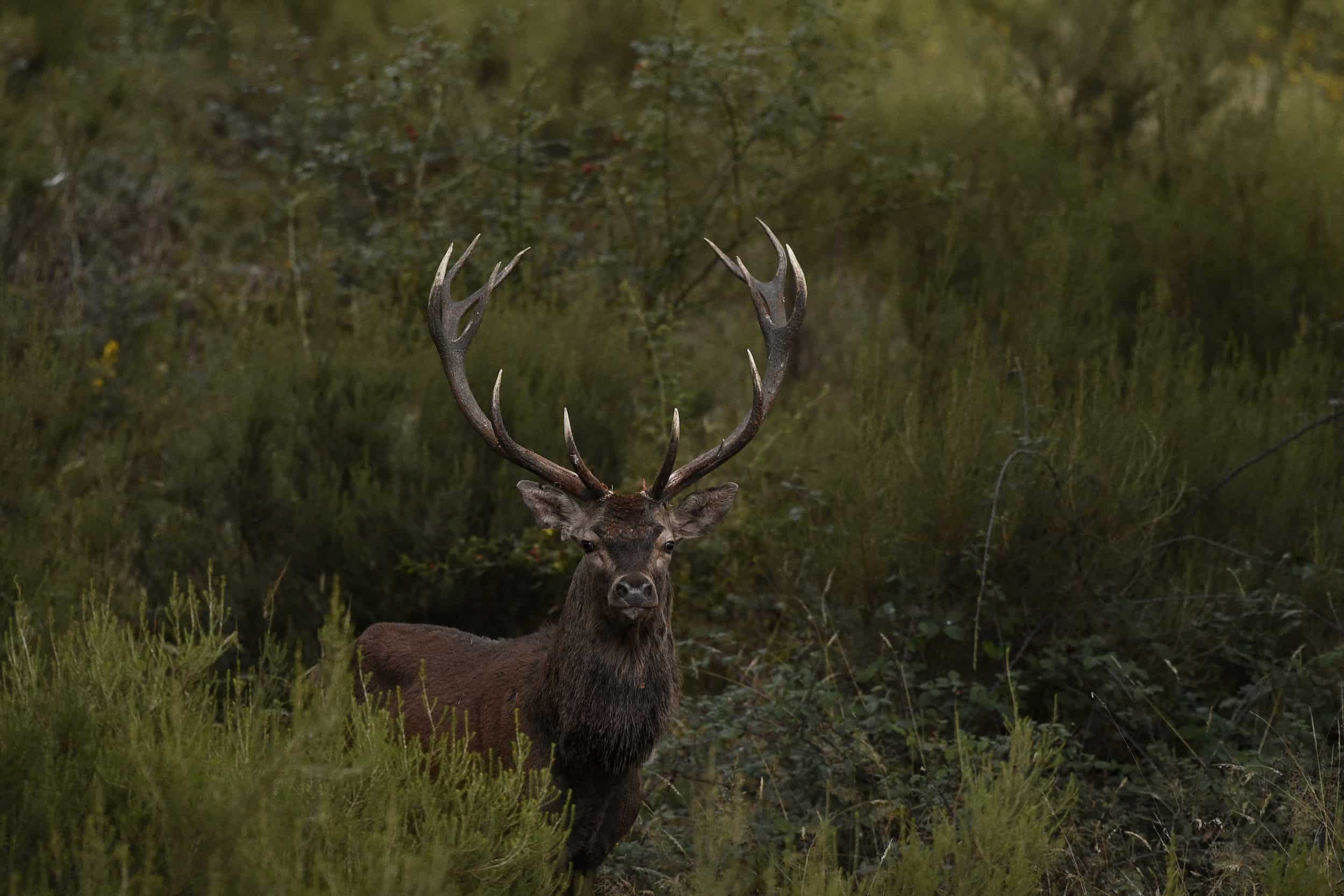 Le brame du cerf au château de Chambord