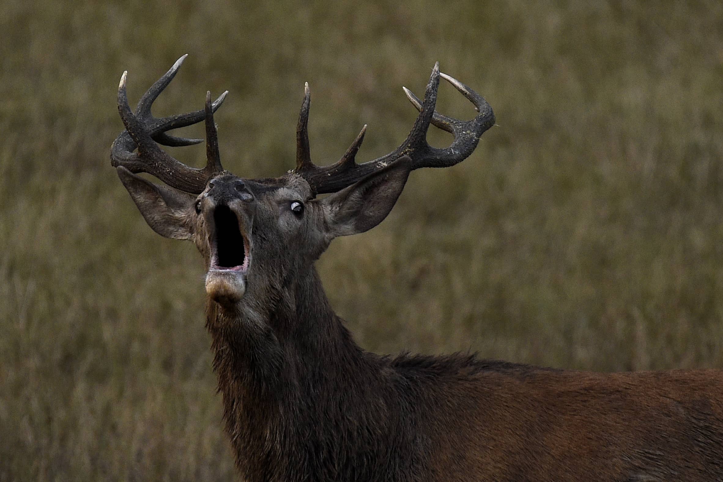 Le brame du cerf au château de Chambord