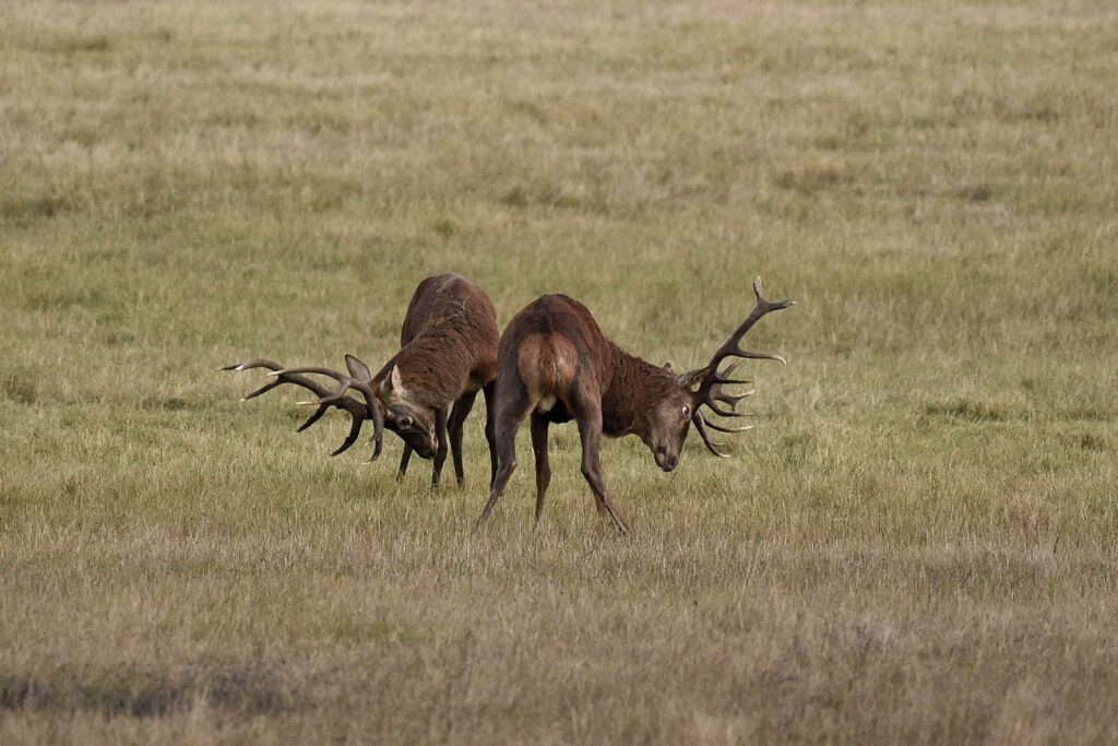 Le brame du cerf au château de Chambord