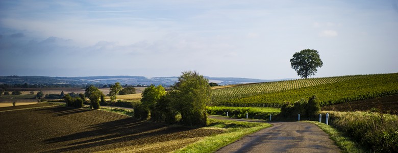 Coteaux du Giennois - bivc