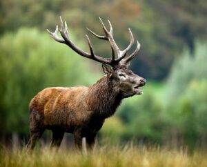 Le brame du cerf - credits to OT tourisme en sologne ferté saint aubin - My Loire Valley