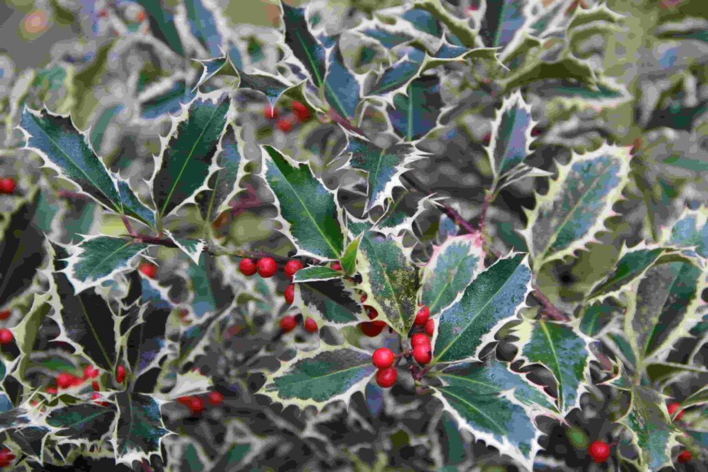 Arboretum d'Ilex