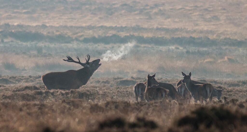 cerf-et-biches-brume-brame-sologne-cote-sud