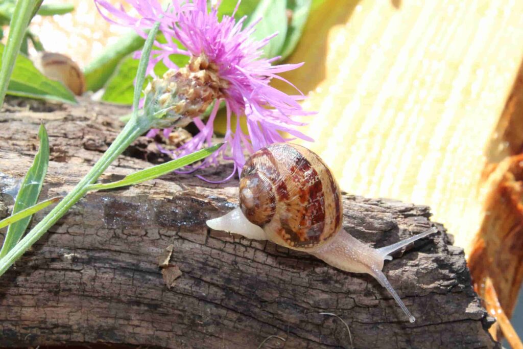 loiret-escargot-élevage