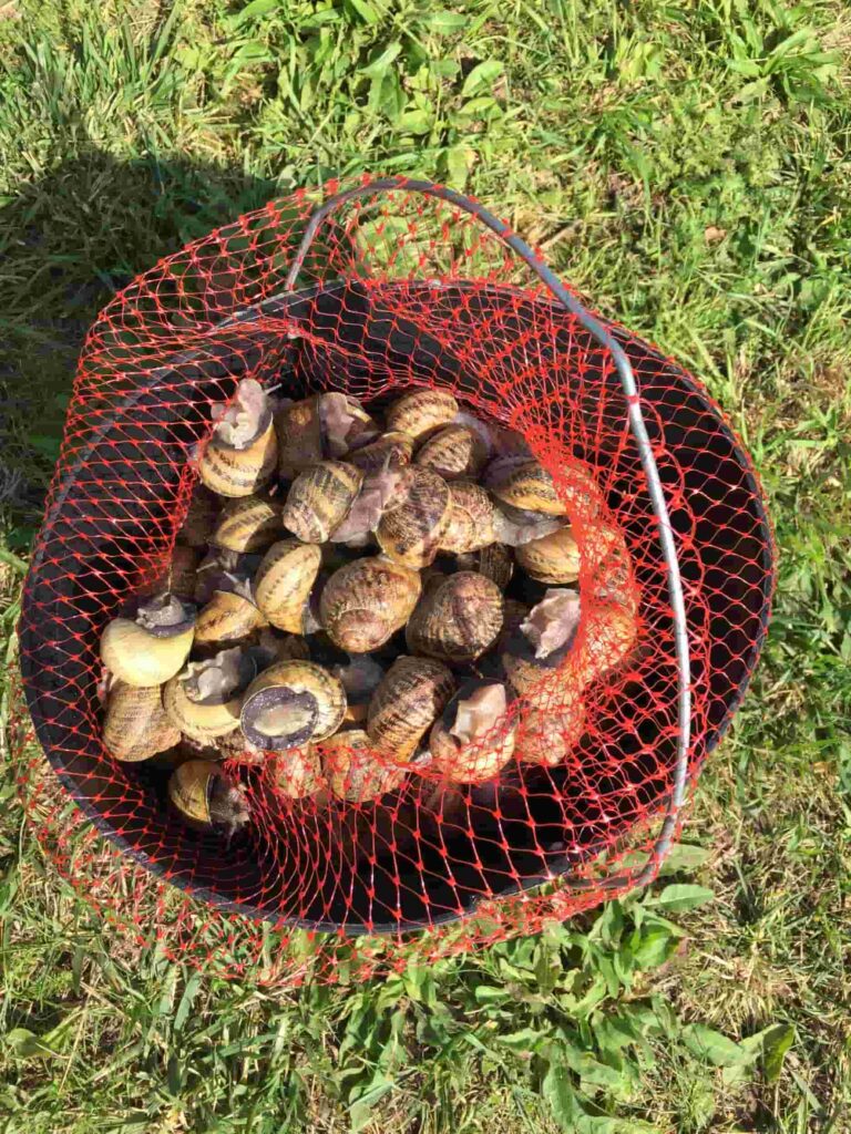 loiret-escargots-panier