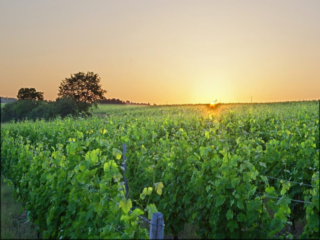 Vignoble Thésée la Romaine - Daniel Jolivet cc - My Loire Valley