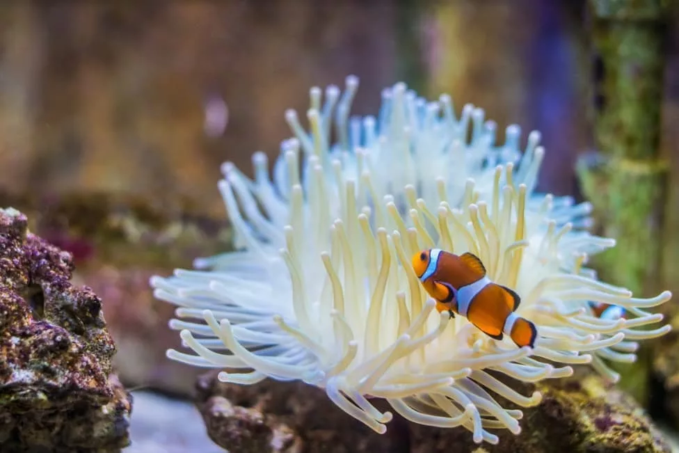 grand aquarium de touraine