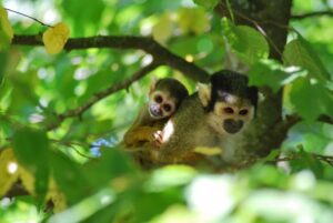 bebe-saimiri © la vallée des singes