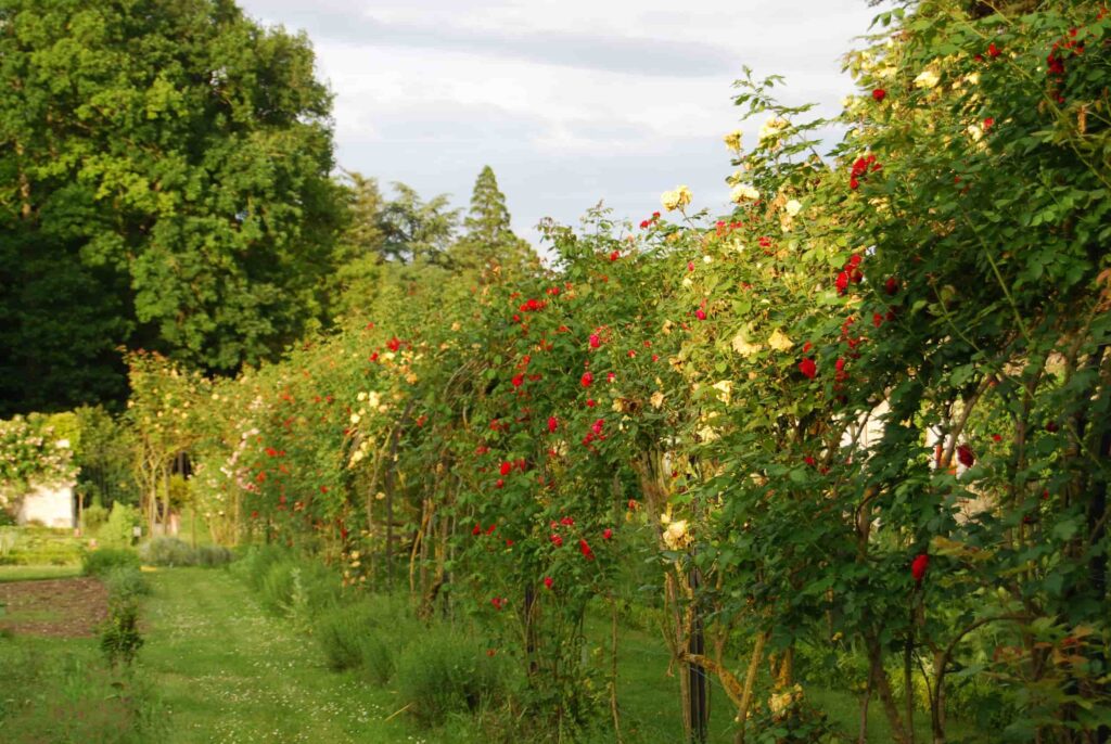 potager-soleil-chateau-de-la-bourdaisiere