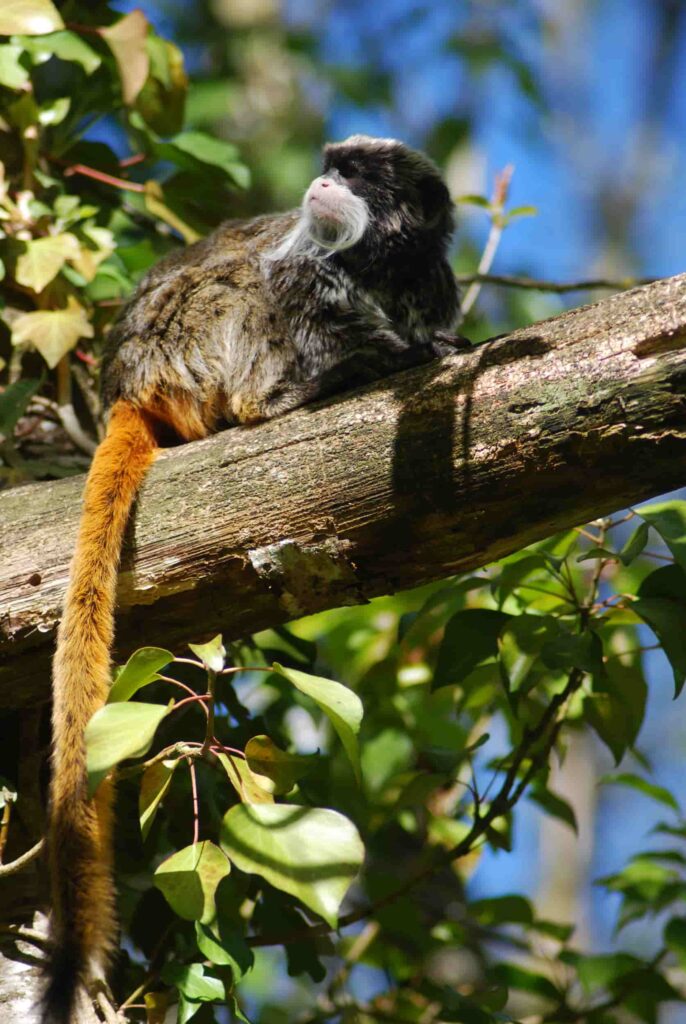 © vallée des singes