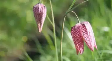 fritilère-écumusée-véron©Aurore POVEDA