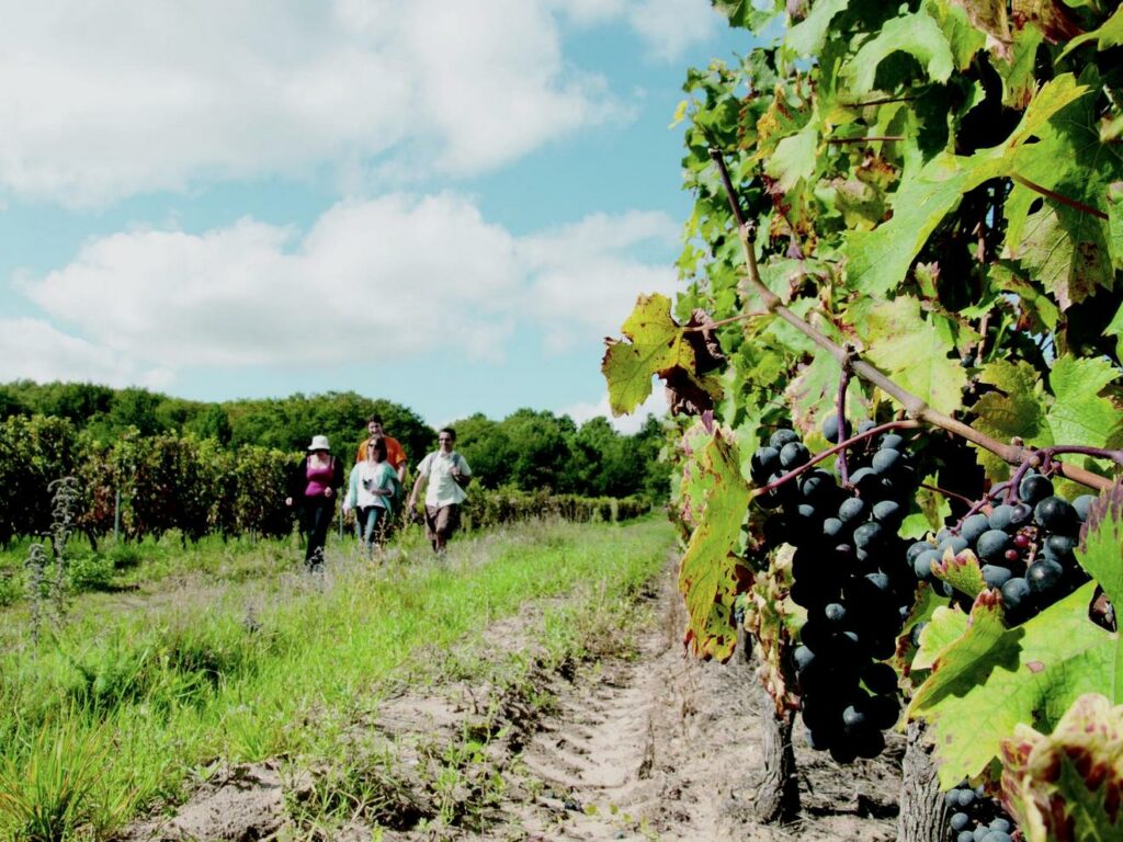 Balade dans les vignes - Bourgueil