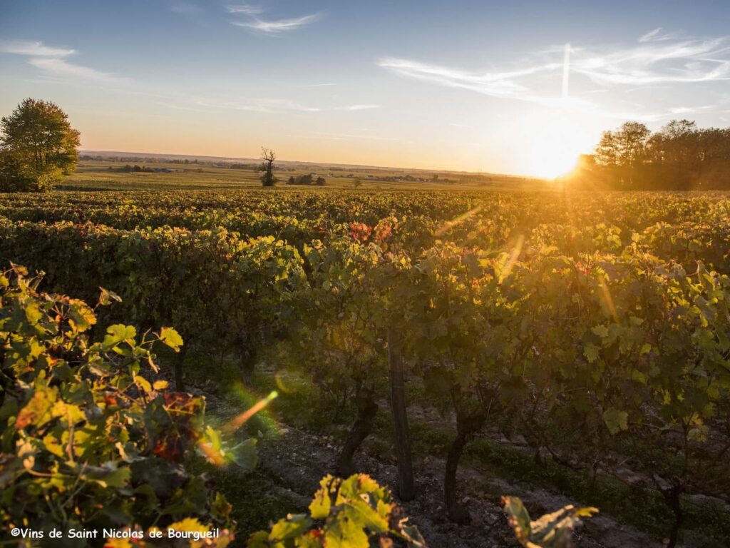 Coucher de soleil dans les vignobles - Saint Nicolas de Bourgueil