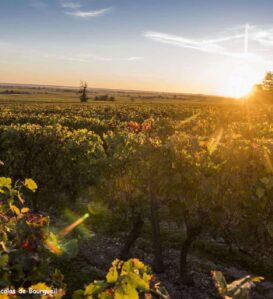 Coucher de soleil dans les vignobles - Saint Nicolas de Bourgueil