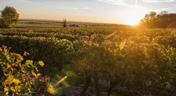 Coucher de soleil dans les vignobles - Saint Nicolas de Bourgueil