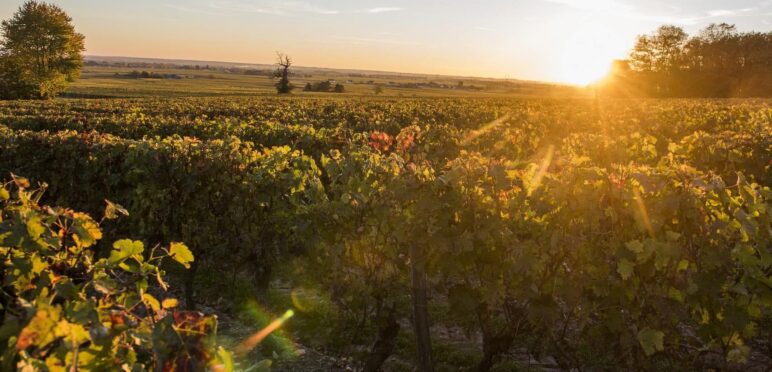 Coucher de soleil dans les vignobles - Saint Nicolas de Bourgueil