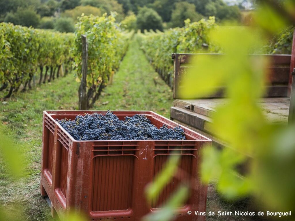 Cueillette du raisin - Saint Nicolas de Bourgueil