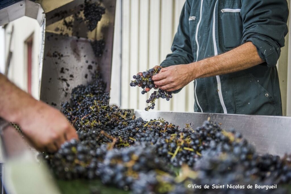 Vendanges - AOC Saint-Nicolas-de-Bourgueil