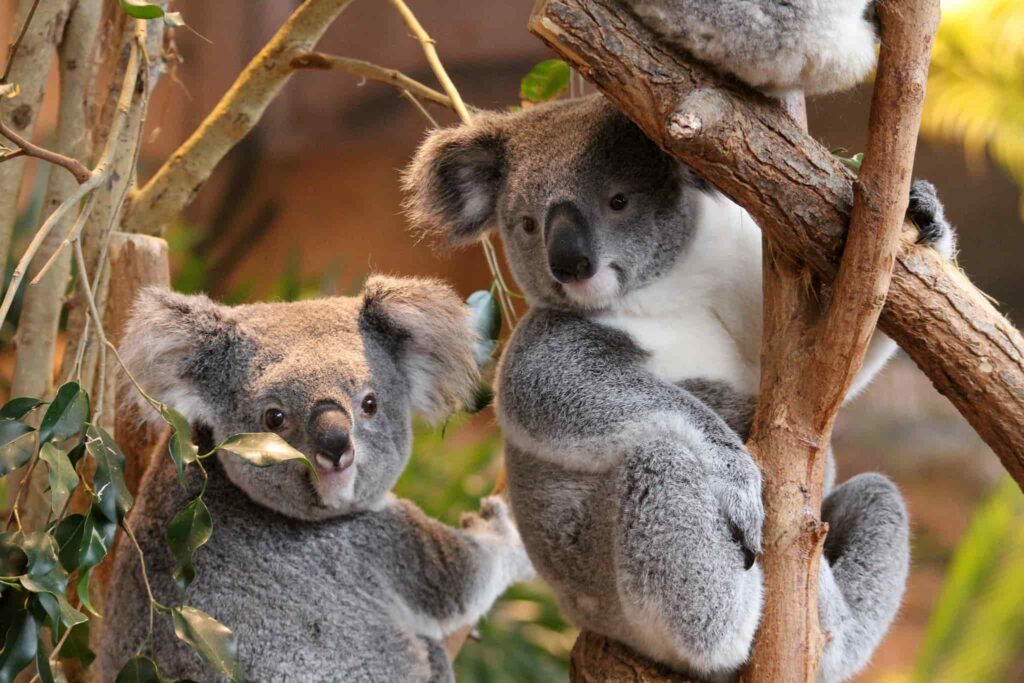 animaux-extras-zooparc-de-beauval