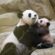 panda famille - © zooparc de beauval