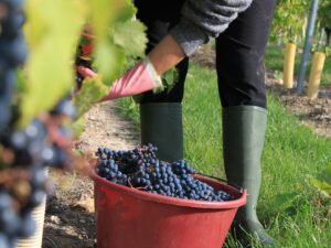 Cueillette de raisins - Bourgueil