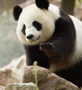 pandas-zooparc-de-beauval-01