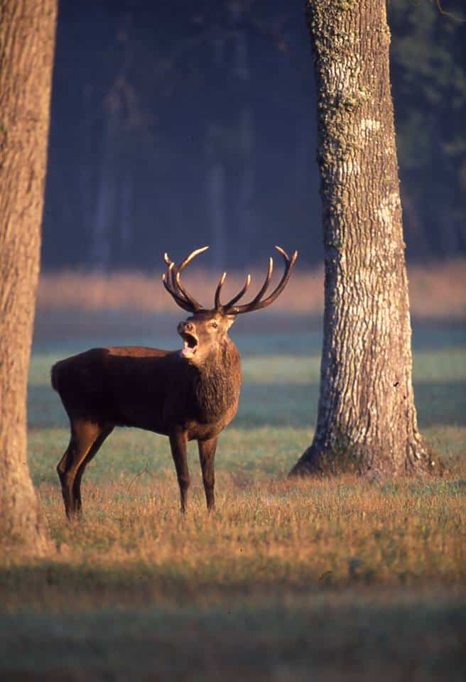 domaine-national-chambord-brame-cerf