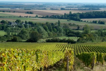 vignobles-menetou-salon-vins-centre-loire-BIVC-jkt2pttisnqrwy3jzpc1