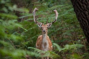 Daims, Center Parcs - Domaine du Bois aux Daims