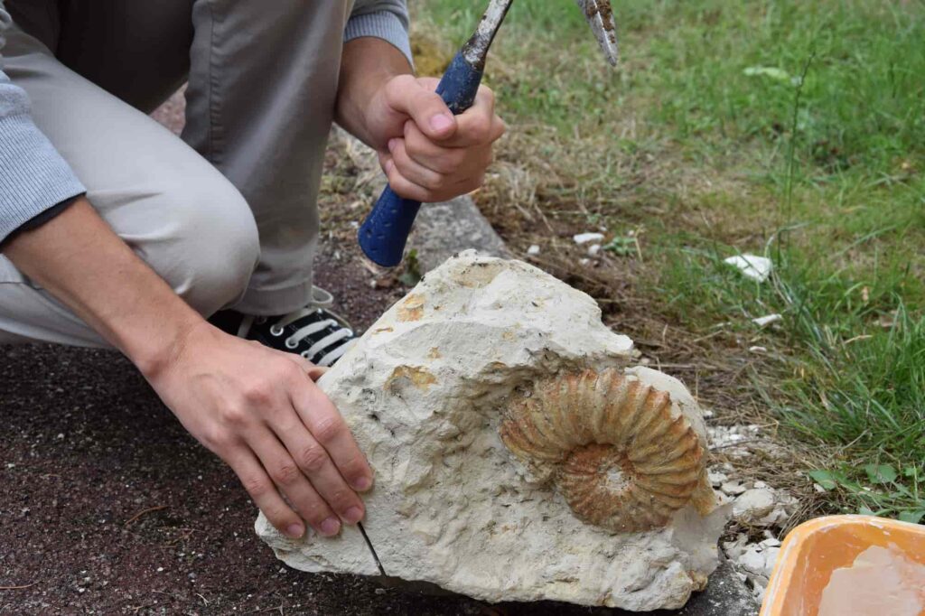 sancerre jurassic tour - fossile