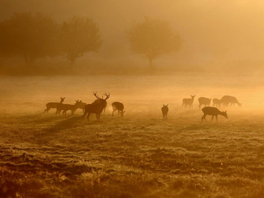 faune de sologne