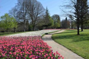 Tulipes - chateau de cheverny