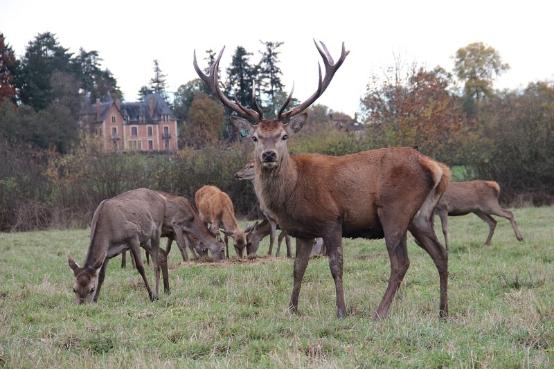 domaine du ciran - cerfs