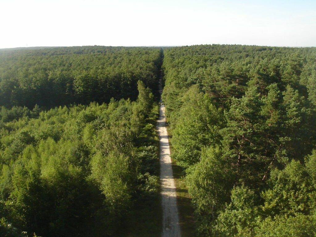 Forêt d'Orléans