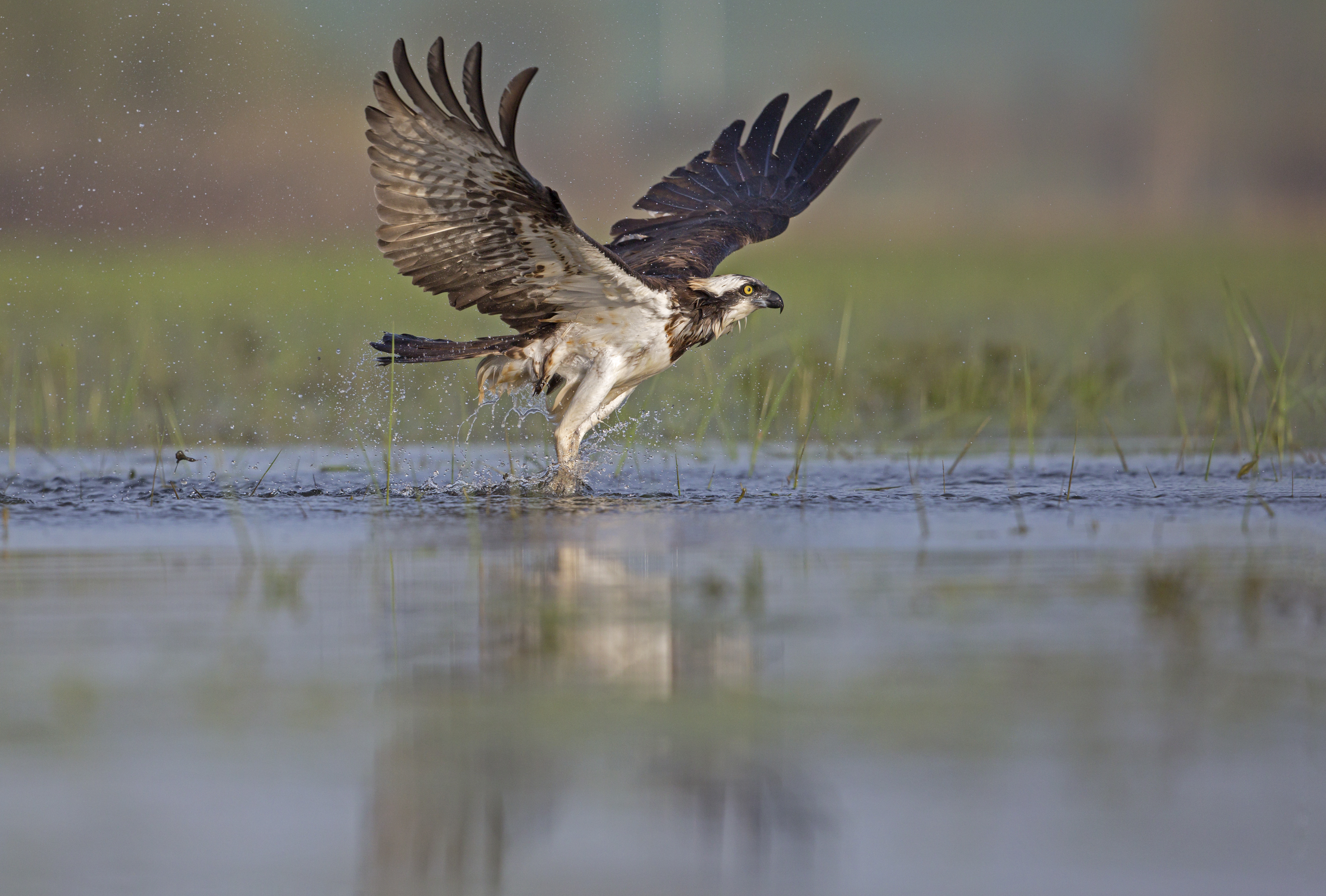 Balbuzard pecheur