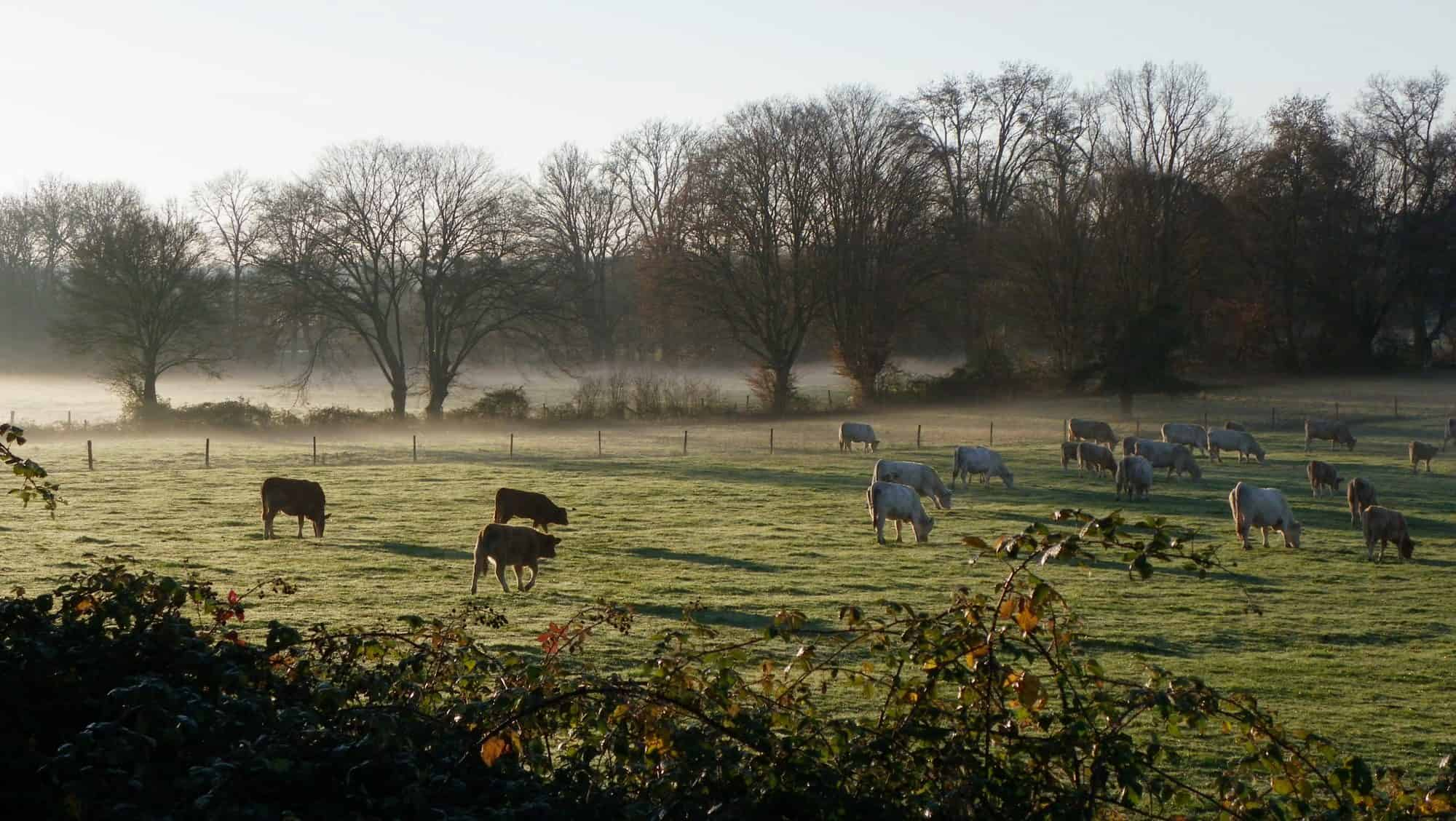 Bocage de Noirlac