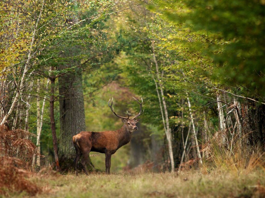 Cerf Forêt Chambord