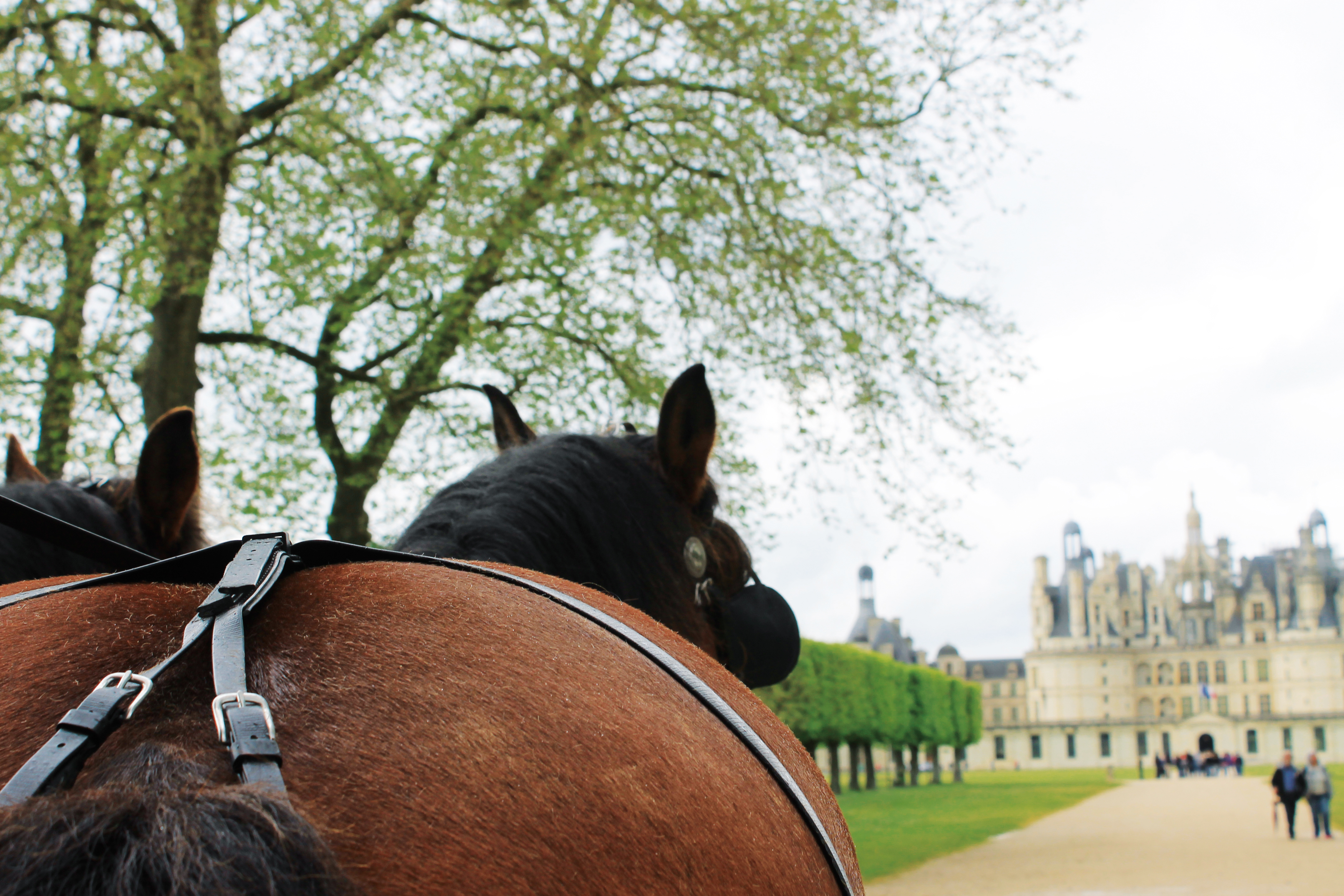 500 Cavaliers à Chambord